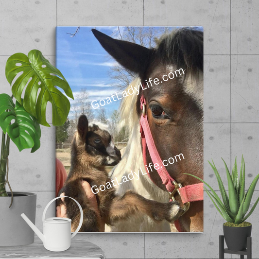 Adorable Baby Goat and Horse Face-to-Face Photo Print Canvas – Heartwarming Farm Animal Wall Art 20x28